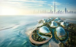Dubai khởi động dự án phục hồi rừng ngập mặn ven biển lớn nhất thế giới