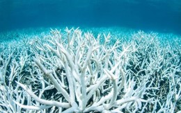 Hiện tượng san hô tẩy trắng lan rộng toàn cầu