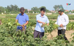 Vụ xuân 2024, Thanh Hóa chuyển đổi hơn 772 ha đất trồng lúa hiệu quả kinh tế thấp