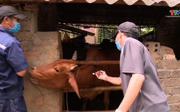 Chủ động phòng chống dịch bệnh trên đàn gia súc, gia cầm mùa nắng nóng