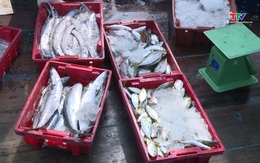 Thanh Hóa: Sản lượng thuỷ sản được giám sát qua hệ thống cảng cá chỉ định đạt 2.251 tấn