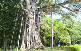 Đặc sắc cây di sản tại Khu di tích quốc gia đặc biệt Lam Kinh
