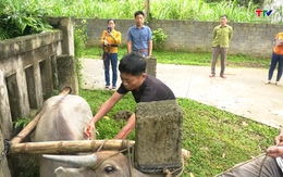 Huyện Thường Xuân đẩy nhanh tiến độ tiêm phòng vắc xin trên đàn vật nuôi