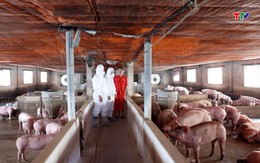 Thanh Hóa: Tăng cường thực hiện các biện pháp phòng, chống bệnh dịch tả lợn châu Phi trên địa bàn tỉnh