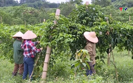 6 tháng, tốc độ tăng trưởng ngành nông nghiệp Thanh Hoá đạt 3,4%