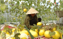 Huyện Thường Xuân: sản lượng dưa kim hoàng hậu đã thu hoạch khoảng 132 tấn