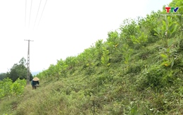 Việt Nam sẽ trồng 238.000 hecta rừng/năm để chống biến đổi khí hậu