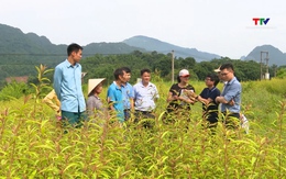 Hơn 3 nghìn người dân ở huyện Bá Thước sẽ hưởng lợi sản xuất nông nghiệp xanh theo định hướng thị trường