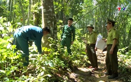 Dịch vụ môi trường rừng góp phần bảo vệ môi trường sinh thái