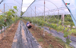 Huyện Yên Định tăng cường ứng dụng công nghệ cao trong sản xuất nông nghiệp