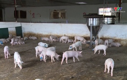Dồn tổng lực xử lý các ổ dịch bệnh trên vật nuôi