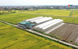 Phát triển sản xuất nông nghiệp trong nhà màng, nhà lưới