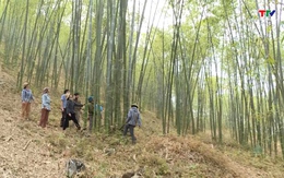 Thanh Hóa gia tăng giá trị kinh tế từ trồng rừng FSC