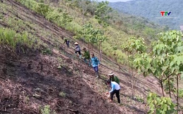 Mường Lát huy động nguồn lực xã hội hoá giúp người dân phát triển kinh tế từ nghề trồng rừng