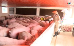 Giá lợn hơi trong nước tăng kéo nhập khẩu thịt lợn tăng trở lại