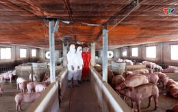 Chỉ thị về việc thực hiện nghiêm các biện pháp phòng, chống bệnh Dịch tả lợn Châu Phi trên địa bàn tỉnh Thanh Hóa