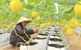 Thị trấn Thiệu Hóa phát triển nông nghiệp công nghệ cao