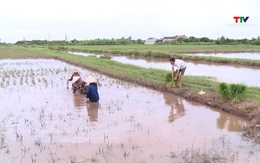 Nhiều diện tích lúa ở huyện Nga Sơn bị ngập và hư hỏng