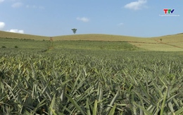 Thanh Hóa có hơn 1500 ha cây trồng được cấp mã số vùng trồng 