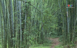 Thanh Hóa thâm canh phục tráng hơn 2.300 ha rừng luồng