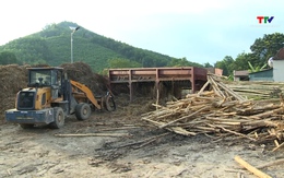 Thường Xuân: Xử lý dứt điểm vi phạm tại các cơ sở thu mua nguyên liệu gỗ rừng trồng tự phát