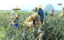 Khoảng 3.300 ha dứa nguyên liệu đang vào mùa thu hoạch 