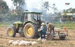 Thanh Hóa có 80.000 ha cây trồng sản xuất tập trung gắn với liên kết sản xuất, bao tiêu sản phẩm