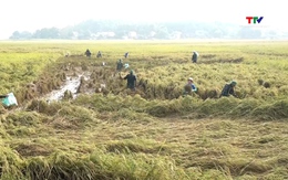 Huyện Thạch Thành huy động các lực lượng giúp dân khắc phục thiệt hại sau mưa lũ