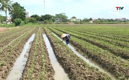 Yên Định phấn đấu có 1.500 ha cây trồng vụ đông được liên kết sản xuất theo chuỗi giá trị