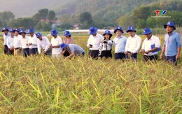 Phát triển lúa hữu cơ, hướng đi bền vững cho sản xuất nông nghiệp