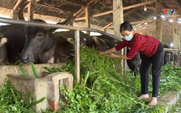 Chăm sóc, bảo vệ đàn trâu, bò trong những ngày rét đậm, rét hại 