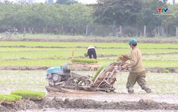 Tập trung gieo cấy, bảo vệ sản xuất vụ xuân 2025