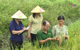 Hiệu quả nghiên cứu, khảo nghiệm giống cây trồng mới phục vụ sản xuất