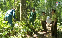 Tăng cường chỉ đạo, tổ chức thực hiện quyết liệt các biện pháp bảo vệ rừng, phòng cháy, chữa cháy rừng trên địa bàn tỉnh