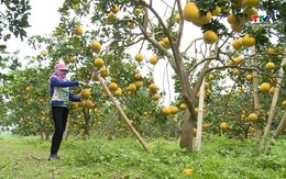 Ứng dụng khoa học kỹ thuật trong trồng cây ăn quả