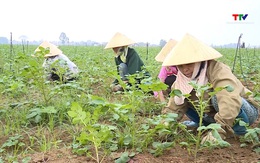 Thanh Hóa mở rộng liên kết sản xuất cây khoai tây vụ Đông xuân