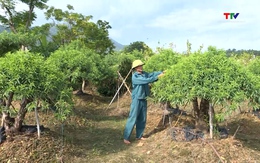 Hỗ trợ hội viên nông dân phát triển kinh tế, vươn lên làm giàu