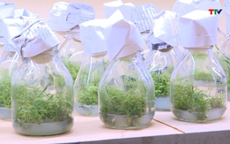Ứng dụng khoa học và công nghệ trong sản xuất giống keo 