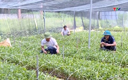 Ứng dụng khoa học và công nghệ trong sản xuất giống keo