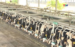 Thanh Hóa phát triển chăn nuôi tập trung quy mô lớn