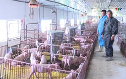 Chuẩn bị nguồn cung thịt cho thị trường cuối năm