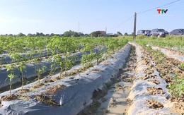 Thanh Hóa gieo trồng được gần 32% cây vụ Đông