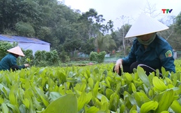 Thanh Hóa trồng mới và trồng lại sau khai thác hơn 7.500 ha rừng