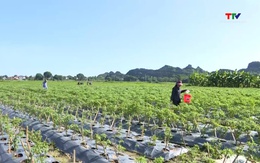 Thanh Hóa gieo trồng được gần 40 % cây vụ Đông