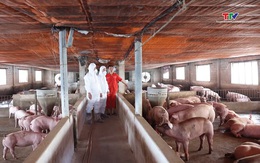 Giá lợn hơi hồi phục sau giai đoạn chững kéo dài