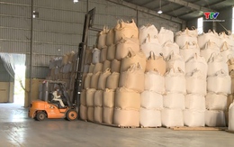 Hoạt động thu mua và chế biến lúa gạo của các doanh nghiệp giảm mạnh 
