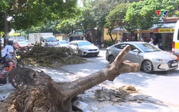 Cần sớm dọn dẹp cây xanh gẫy đổ sau bão số 10