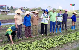 Hỗ trợ kỹ thuật giúp nông dân khôi phục sản xuất nhanh sau bão