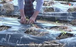 Thanh Hóa đẩy nhanh tiến độ gieo trồng vụ đông theo đúng lịch thời vụ