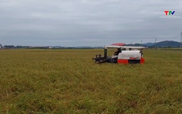 Xã Hà Long: Tập trung thu hoạch lúa nếp cái hoa vàng